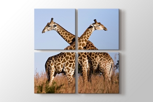 Giraffe Ithala görseli.