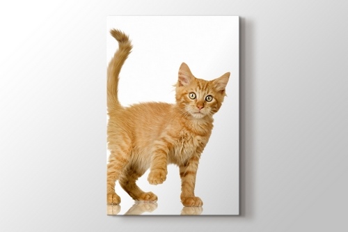 Tawny Cat görseli.