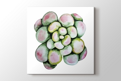 Succulent görseli.