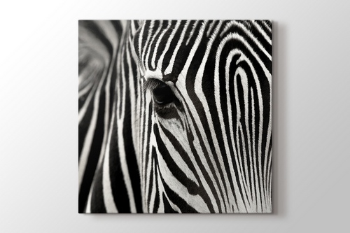 Zebra görseli.