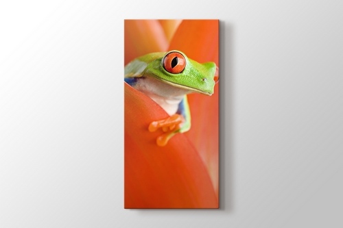 Red Eye Frog görseli.