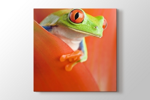 Red Eye Frog görseli.