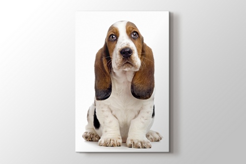 Basset Hound görseli.