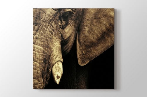 Elephant görseli.