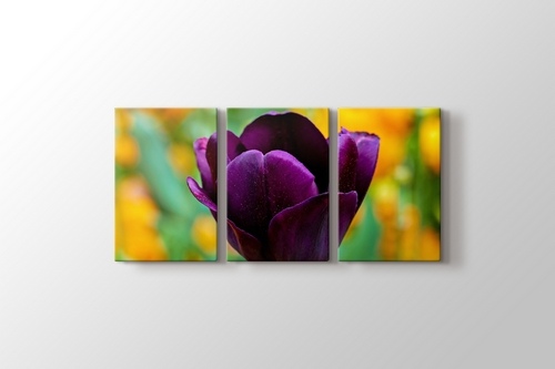 Purple Tulip görseli.