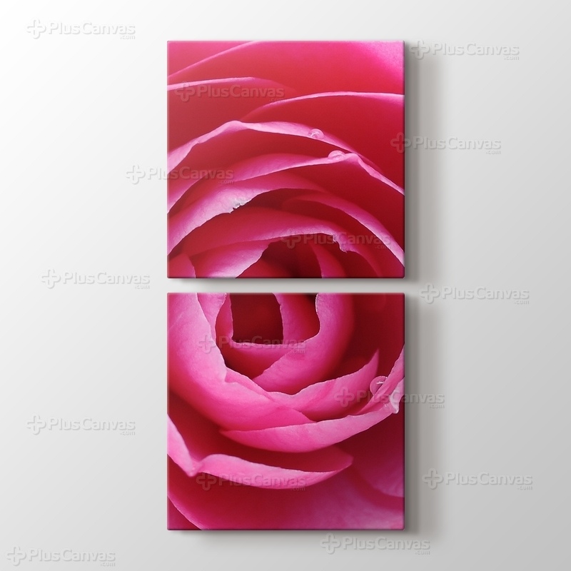 Pink Rose görseli.
