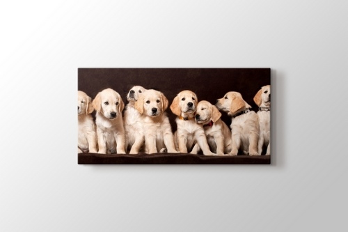 Köpek Yavruları görseli.