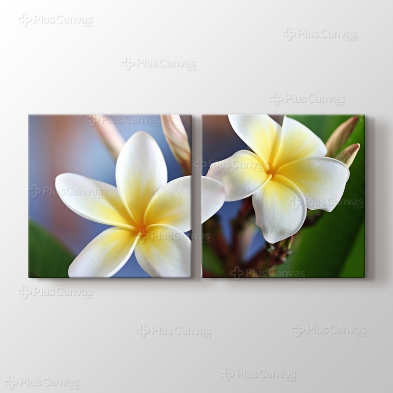 Frangipani görseli.