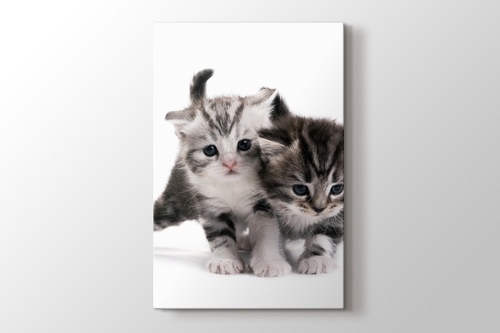 Pussy Cats görseli.