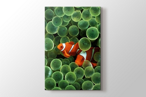 Clown Fishes görseli.