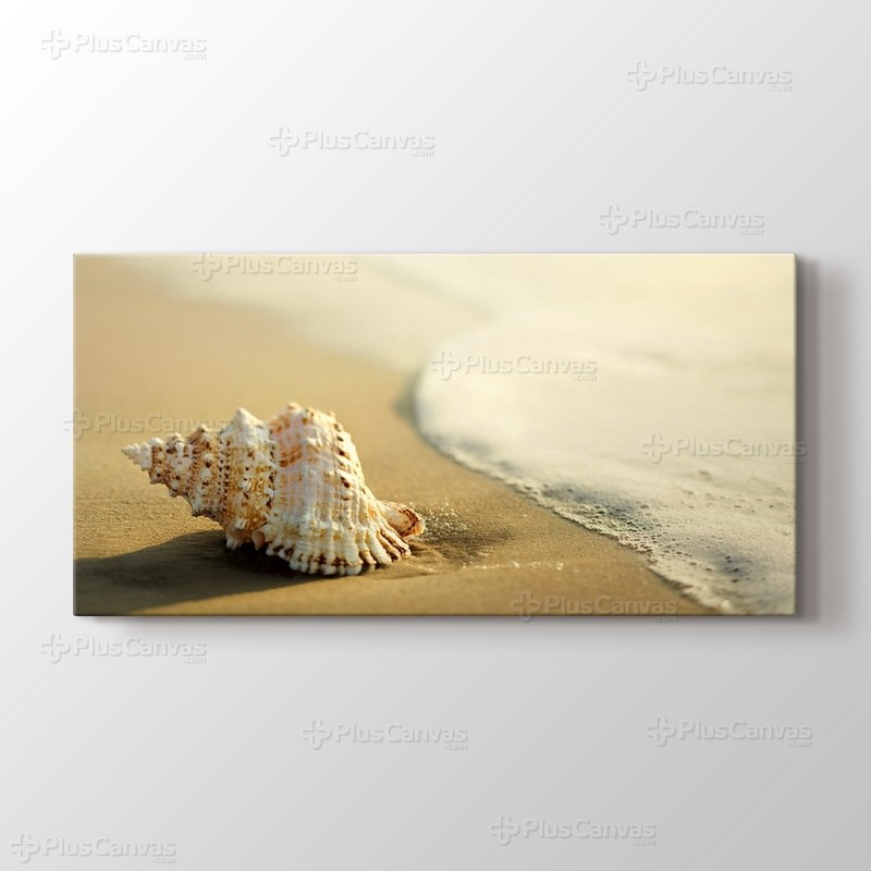 Seashell on the Beach görseli.