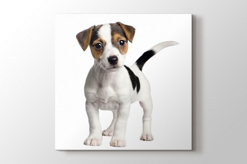 Jack Russell görseli.