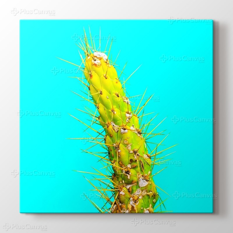 Cactus görseli.
