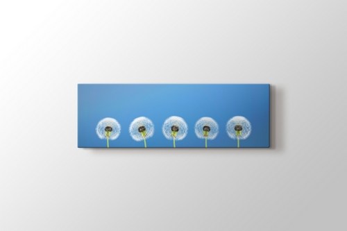 Karahindiba - Dandelion görseli.