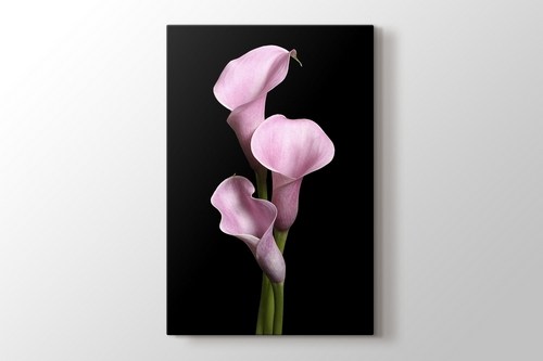 Pink Lillies görseli.