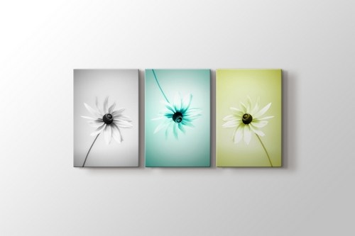 Three Daisy görseli.