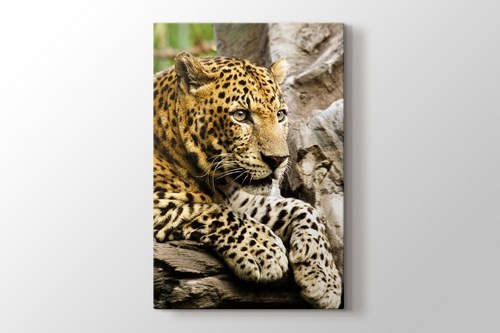 Panthera Pardus görseli.