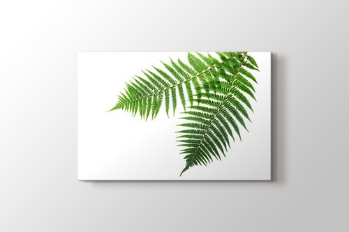 Spring Fern görseli.