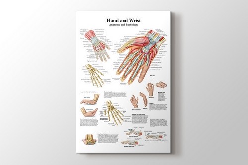Hand and Wrist Chart Anatomy and Pathology görseli.