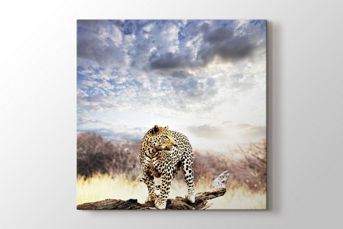 Leopard görseli.