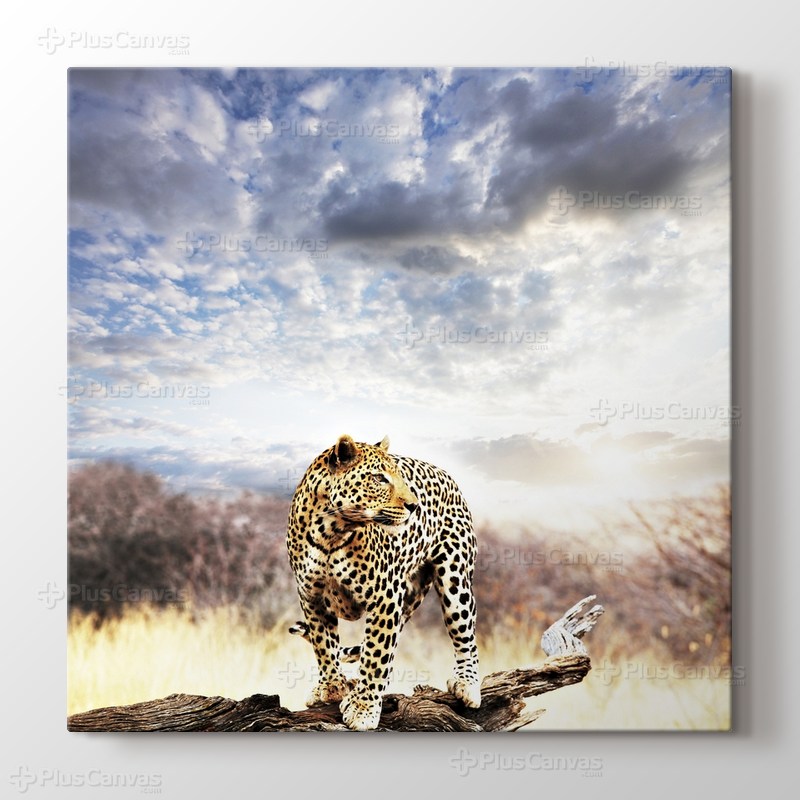 Leopard görseli.