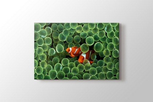 Clown Fishes görseli.