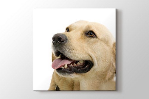 Labrador görseli.