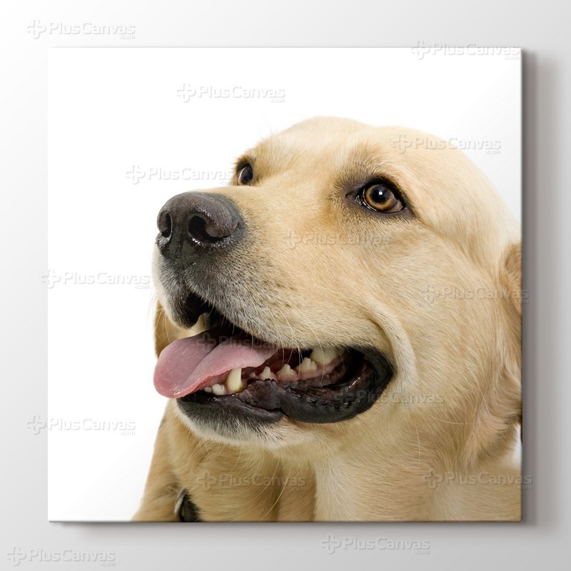 Labrador görseli.