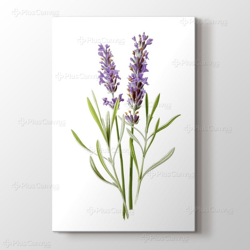 Lavender görseli.