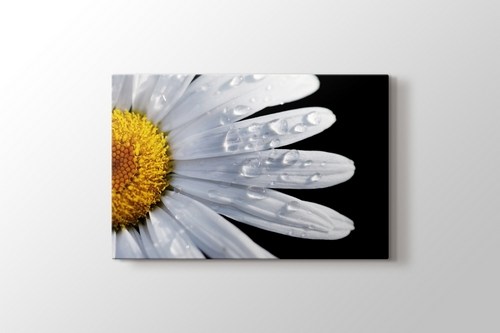 CloseUp Daisy görseli.