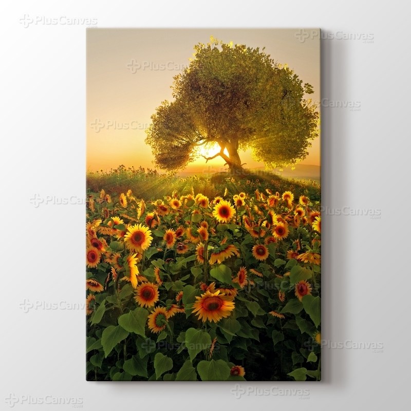 Sunflower görseli.