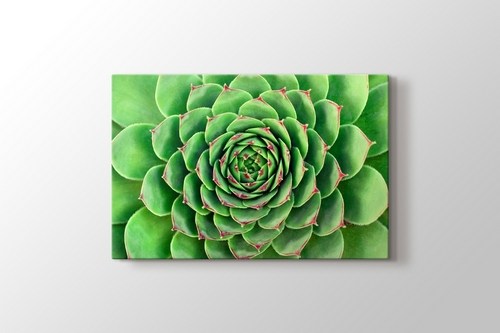 Aloe Vera görseli.