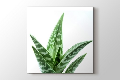 Aloe Vera görseli.