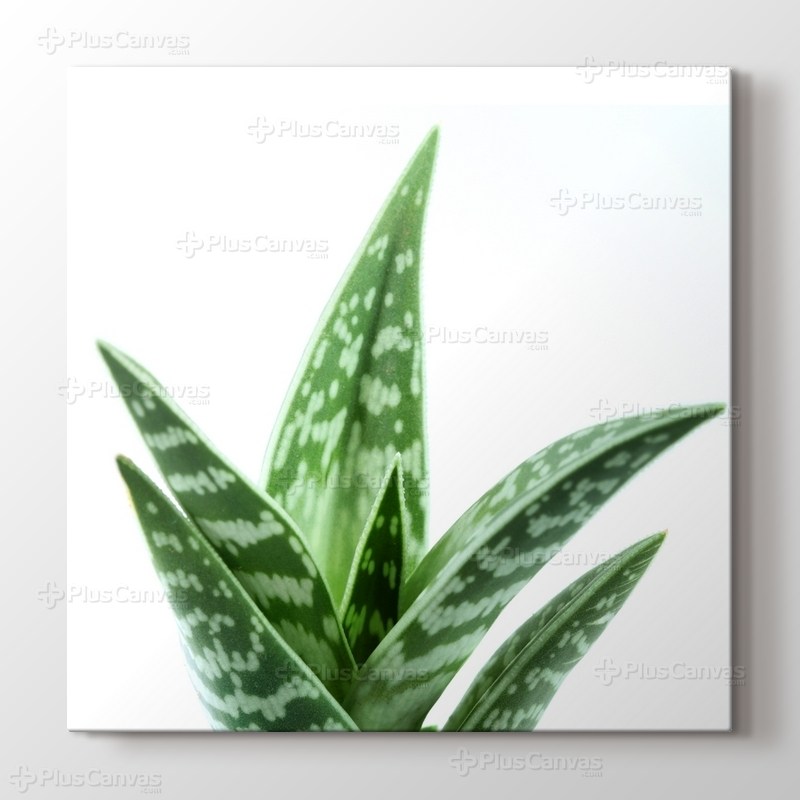 Aloe Vera görseli.