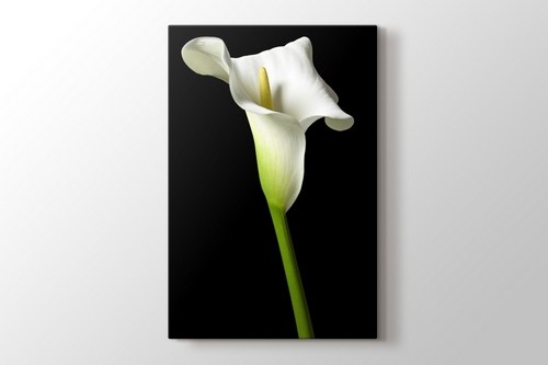 Cella Lilly on Black görseli.