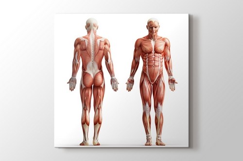 İnsan Anatomisi görseli.