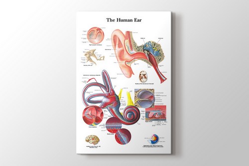 Human Ear Chart görseli.