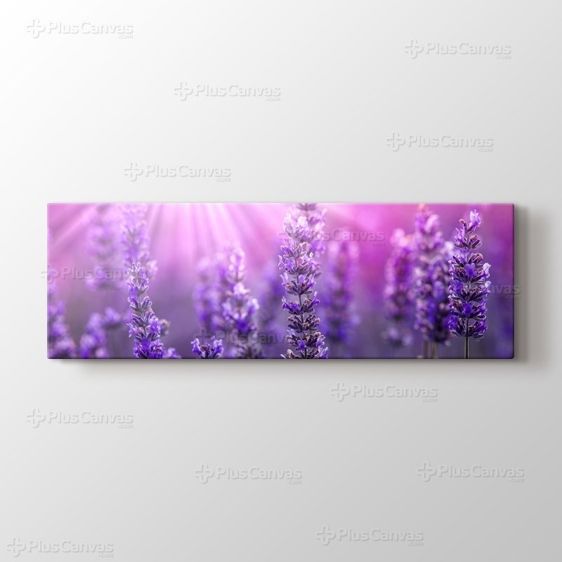 Lavender görseli.