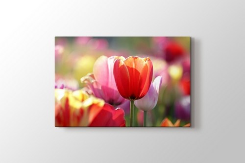 Tulips görseli.