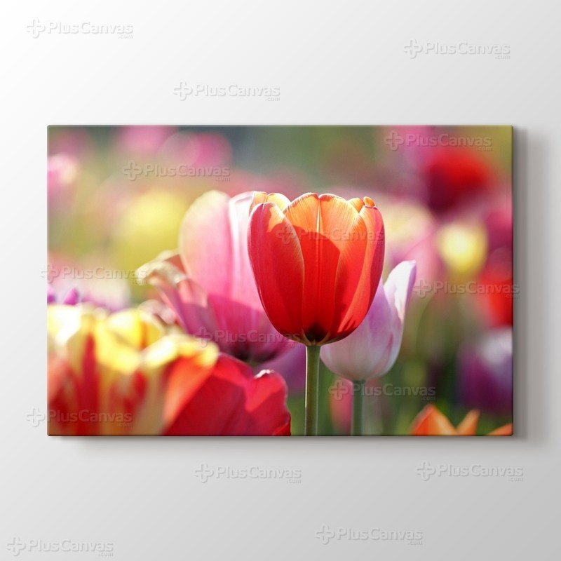 Tulips görseli.