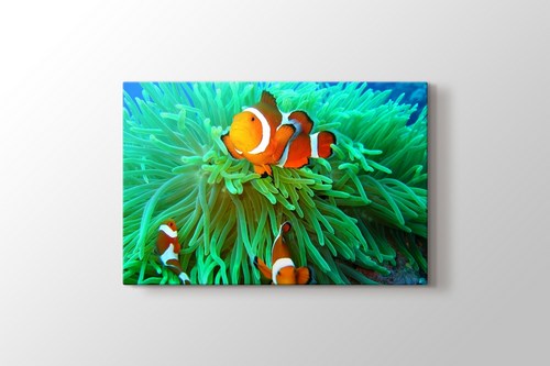 Clownfish Family görseli.