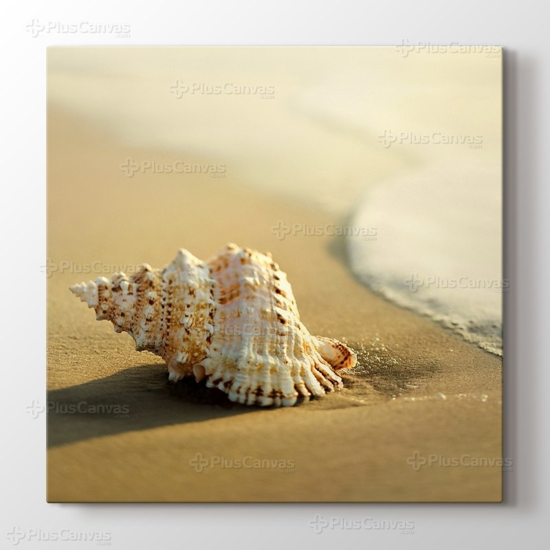 Seashell on the Beach görseli.