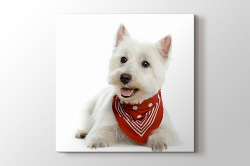 Terrier görseli.