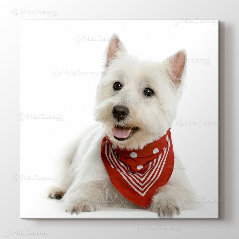 Terrier görseli.