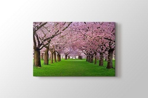 Cercis Trees görseli.