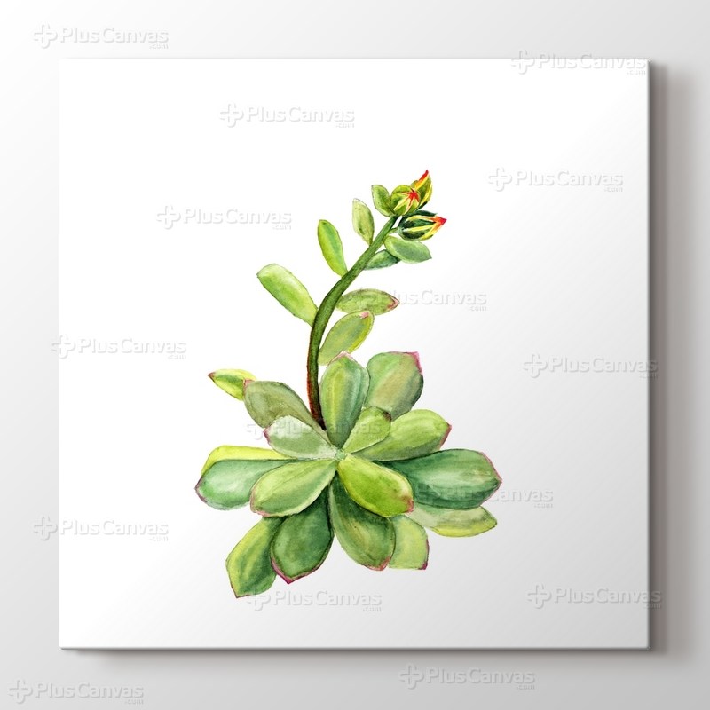 Succulent görseli.