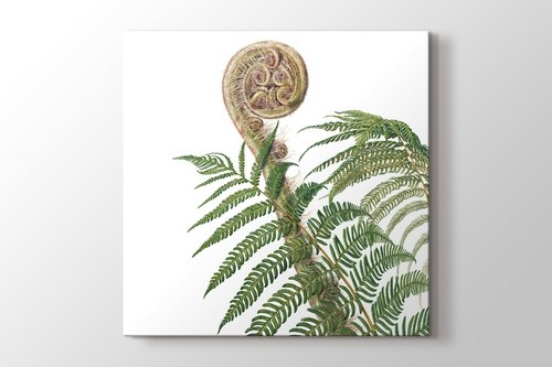 Cyathea Australis görseli.