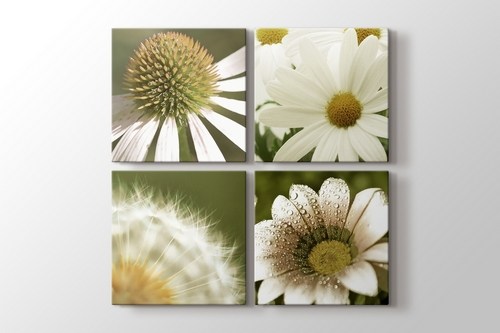 Quattro Flowers görseli.