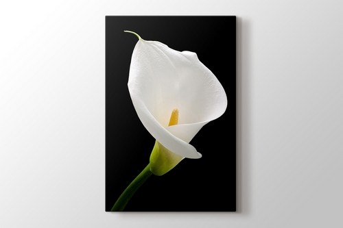 White Lillies görseli.