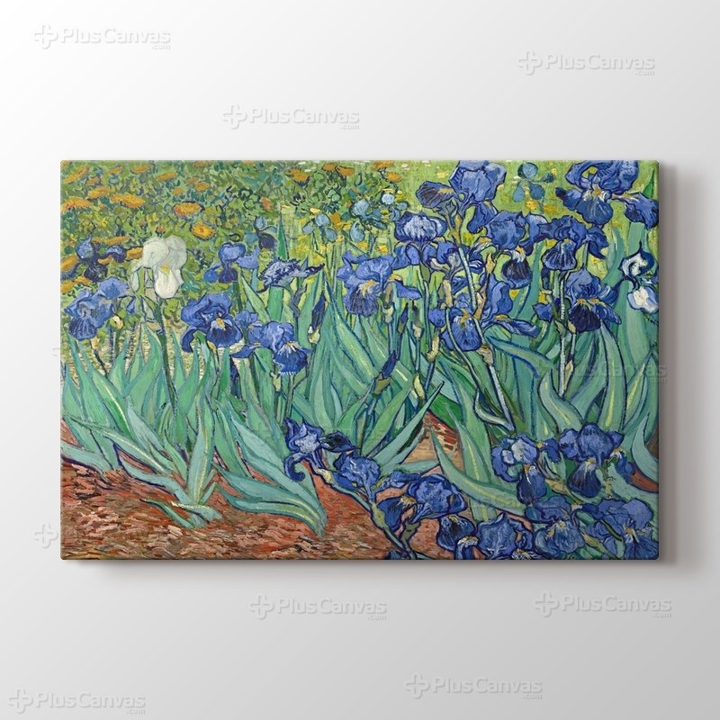 Irises görseli.
